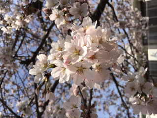 桜、咲く。