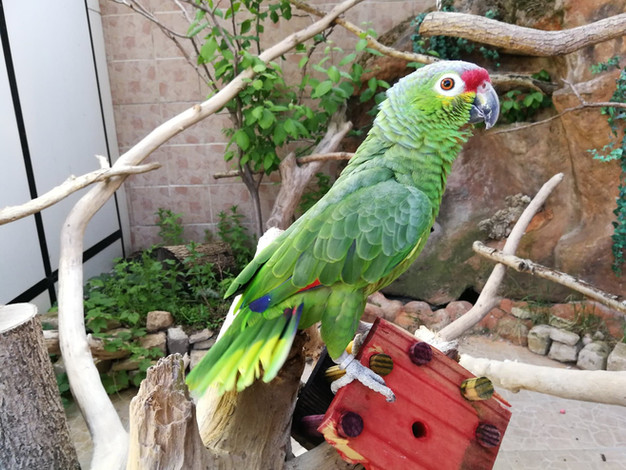 Tia