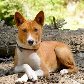 baladi dog breed