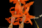 Thumbnail: Dendrobium unicum