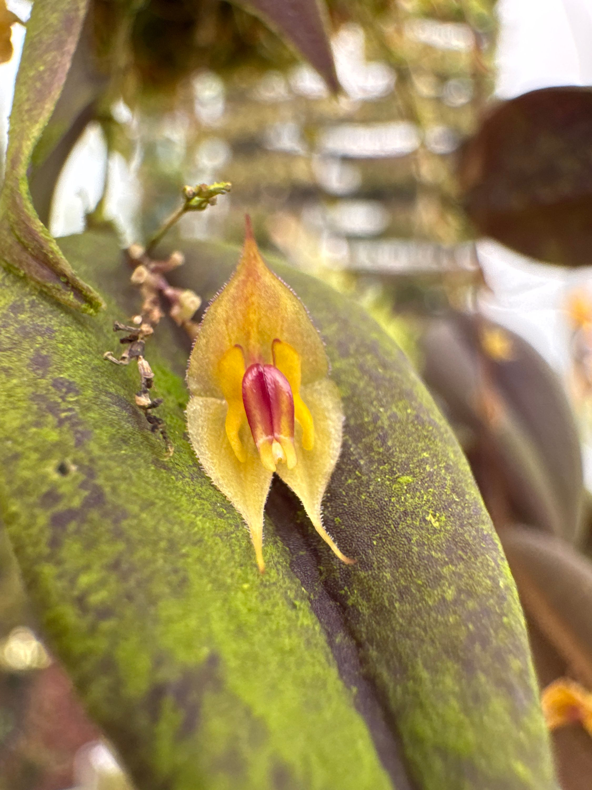 Lepanthes melpomene