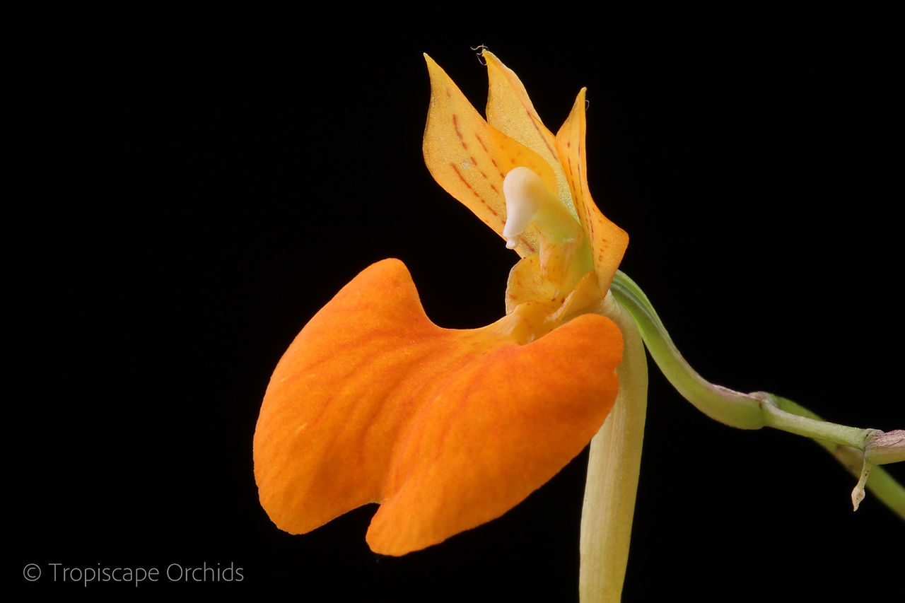 Comparettia speciosa_1