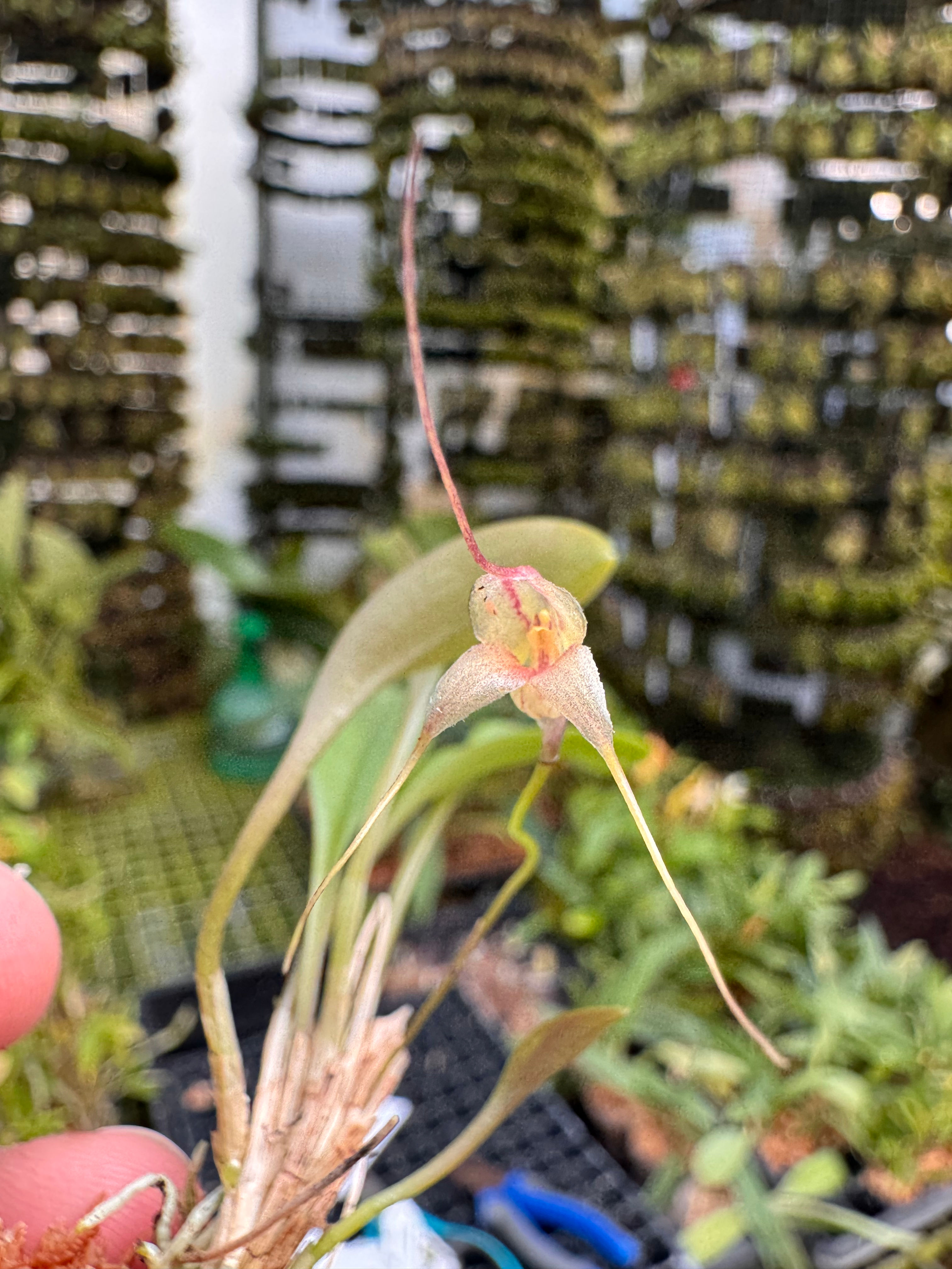 Masdevallia nidifica