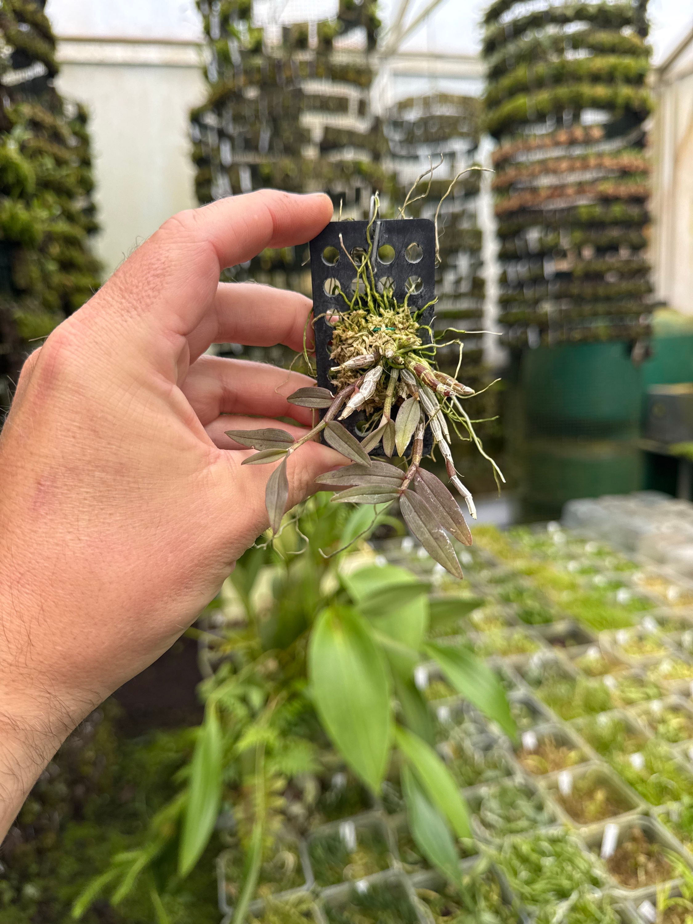 Dendrobium shixingense