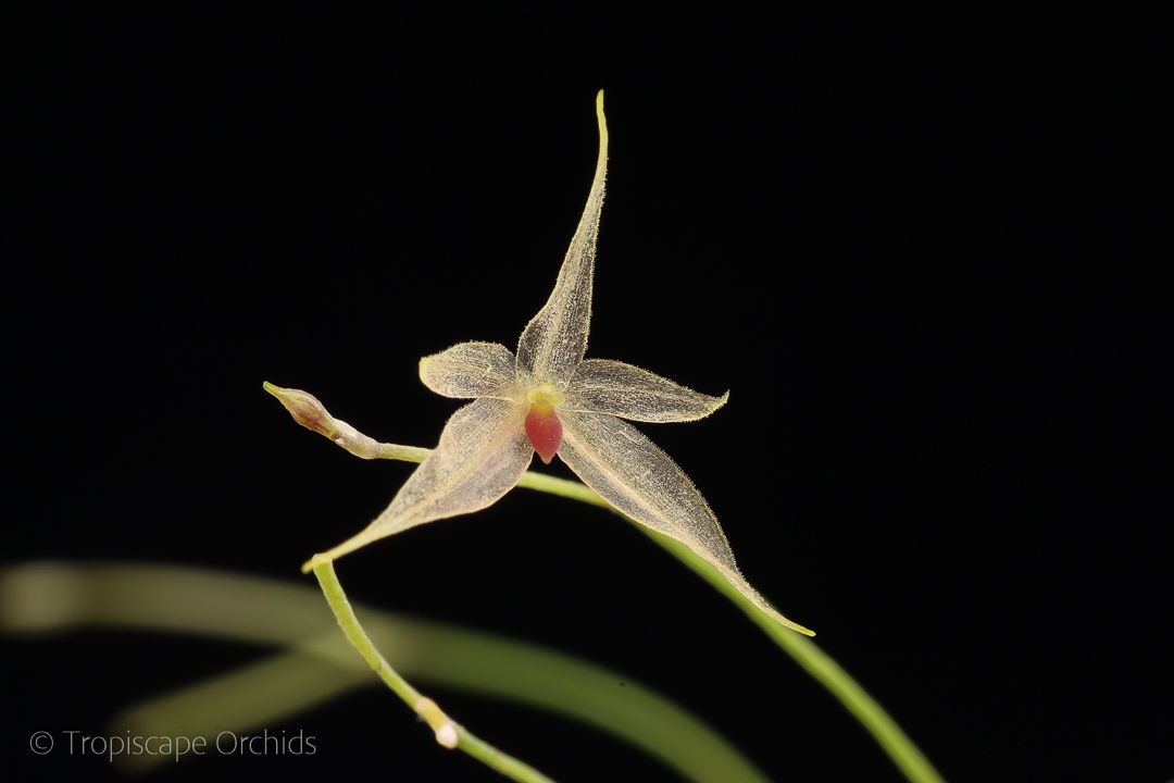 Platystele posadarum