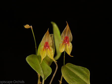 Shipping has resumed with a bunch of new plants!