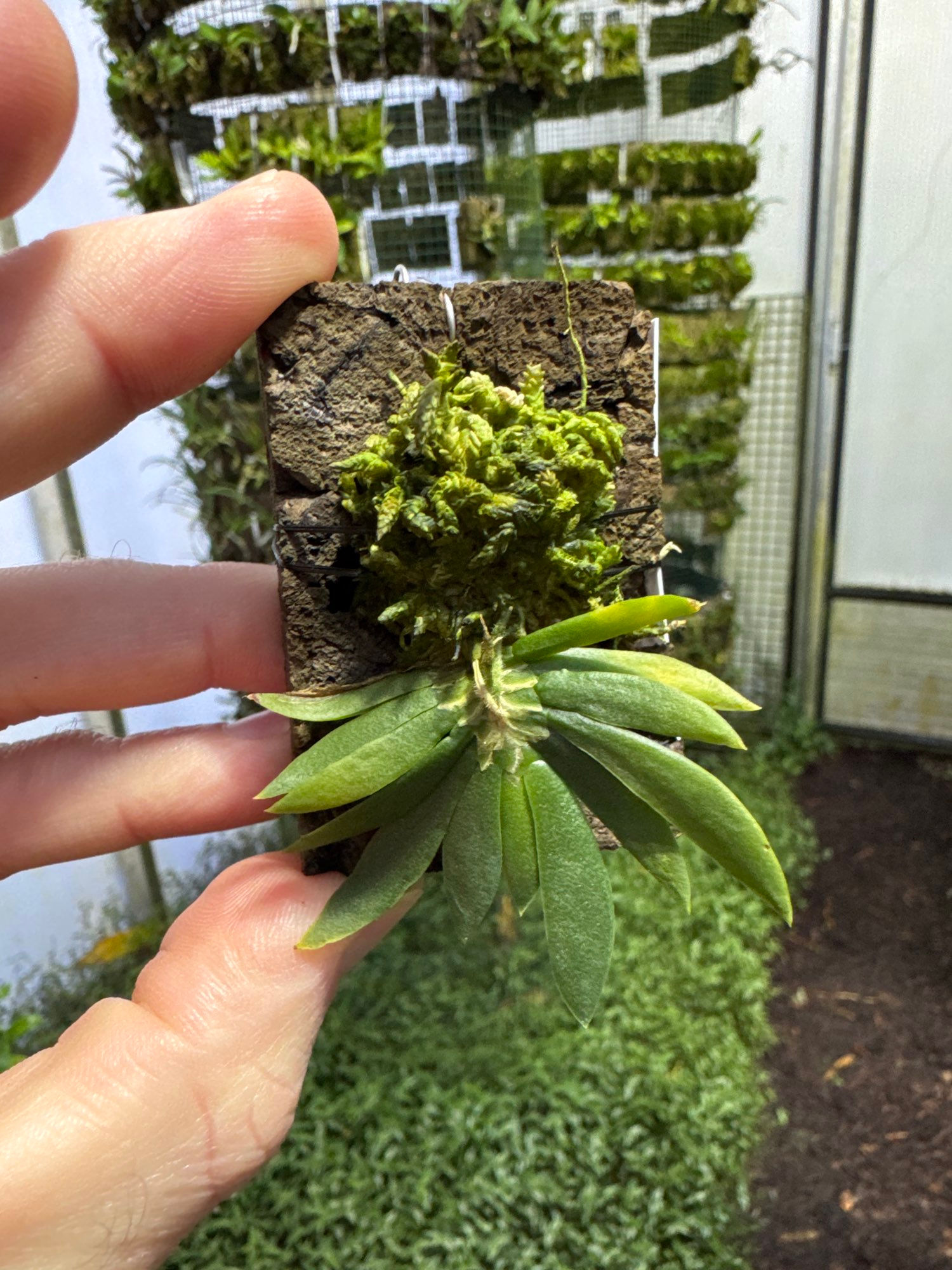 Ornithocephalus cochleariformis