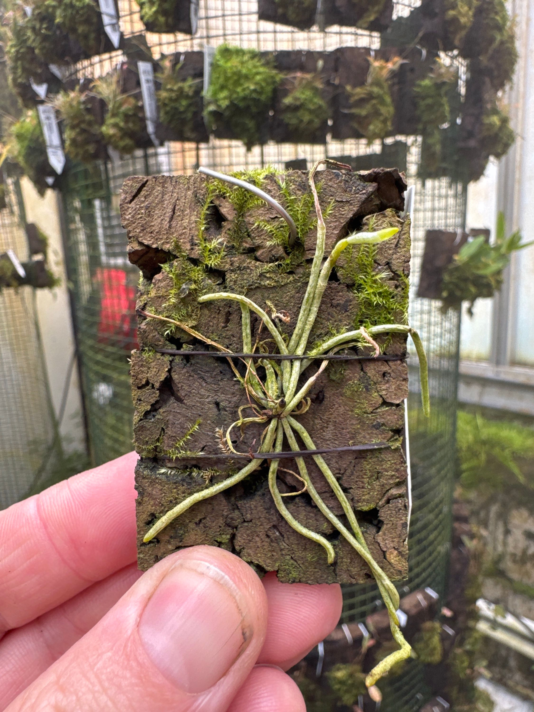 Dendrophylax porrectus