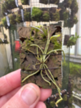 Dendrophylax porrectus