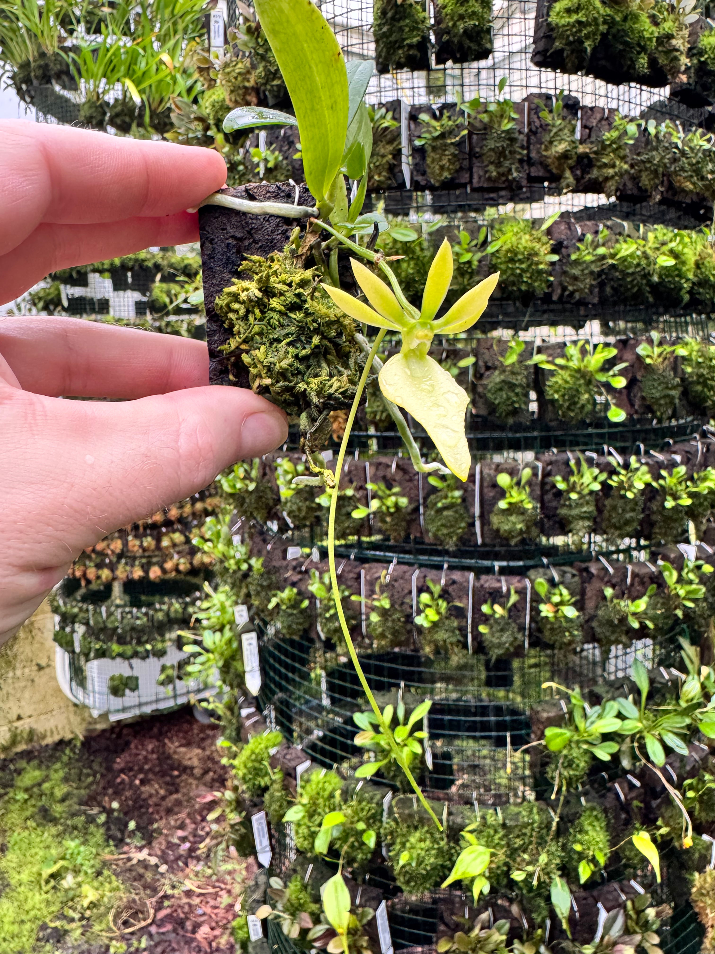 Neobathiea grandidierana