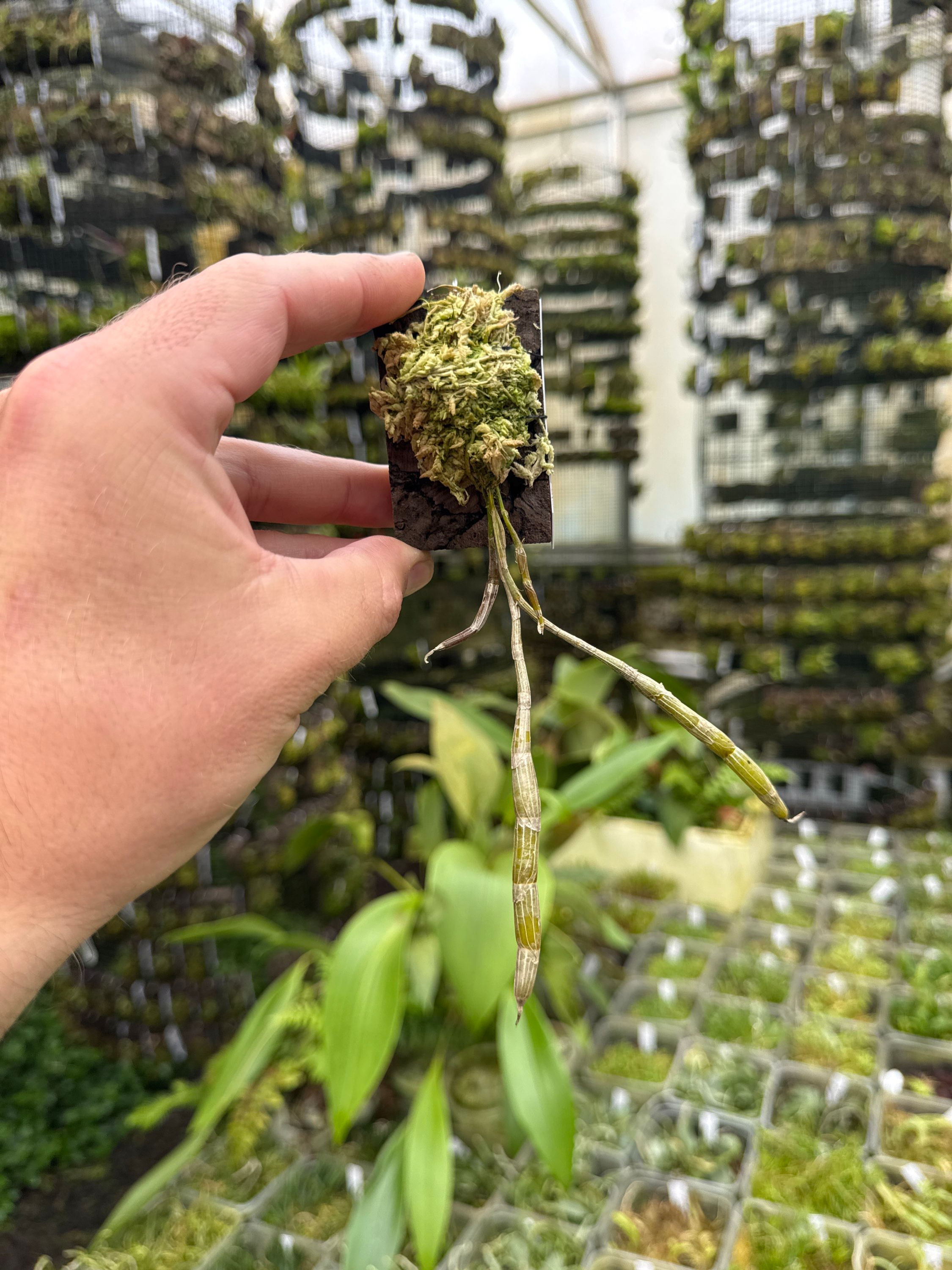 Dendrobium devonianum 'Vietnam'