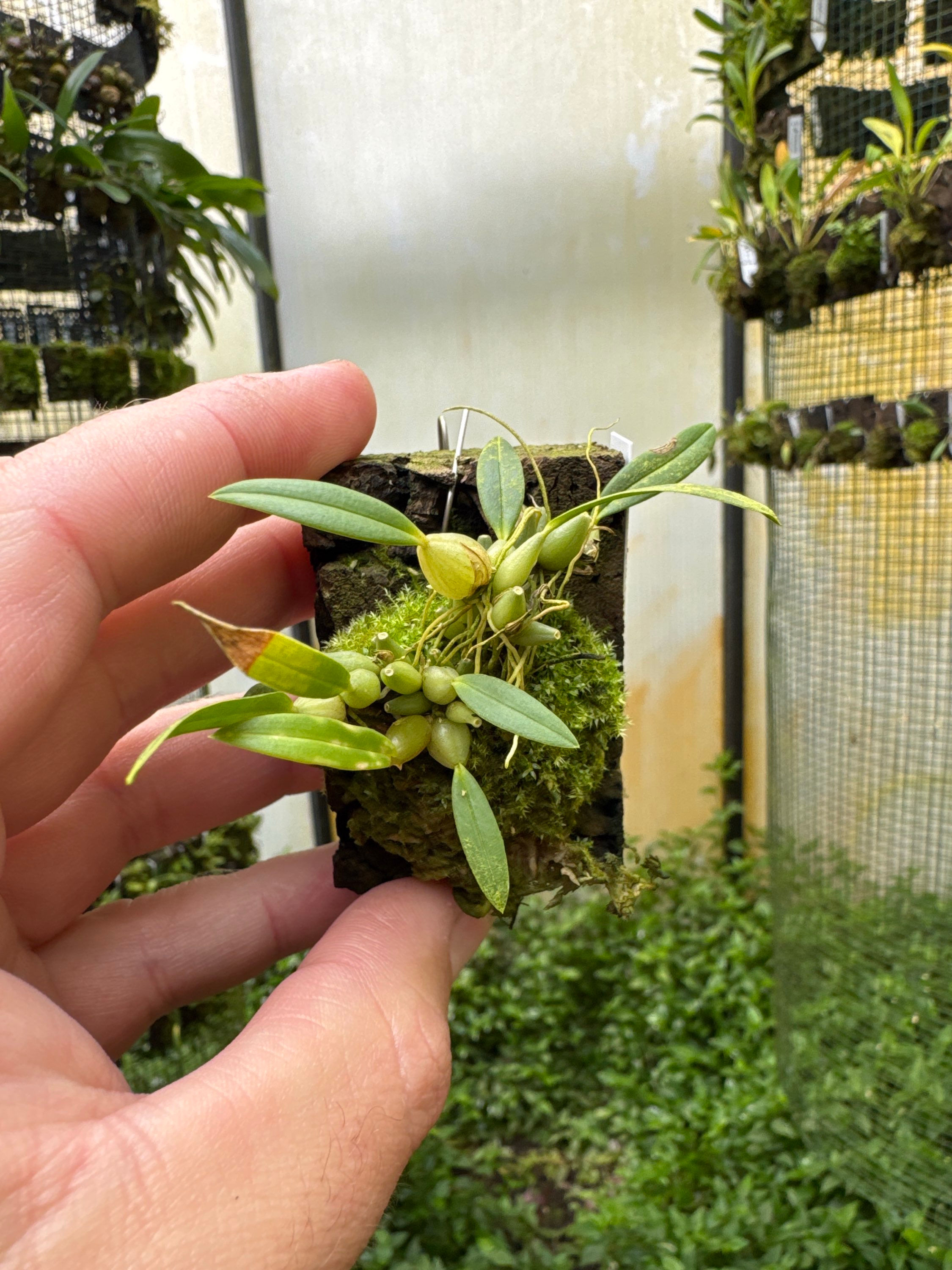 Bulbophyllum championii (red x yellow)