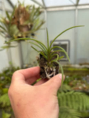 Holcoglossum lingulatum