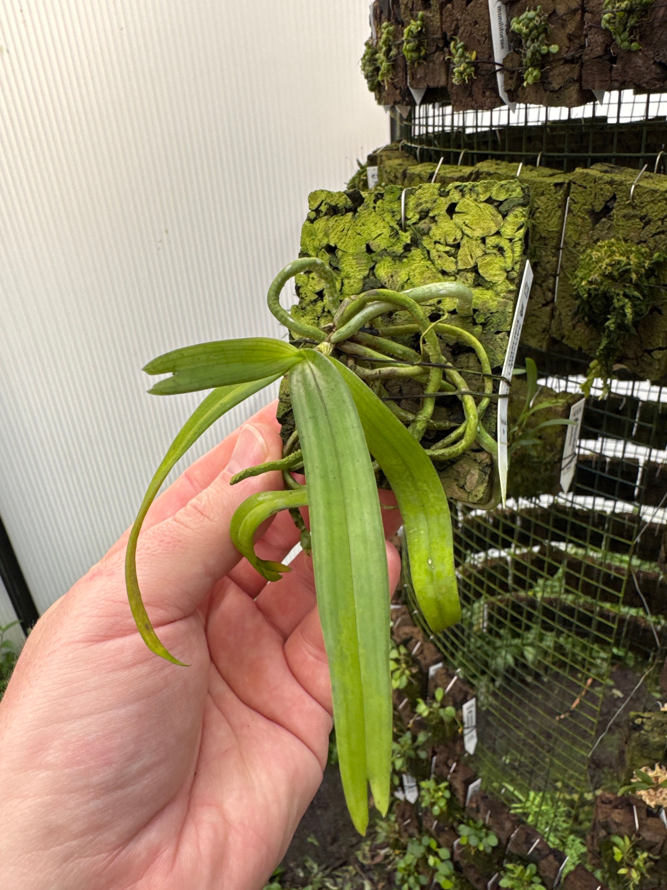 Sarcoglyphis parishii