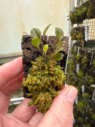 Lepanthes telipogoniflora x golondrina | Tropiscape Orchids