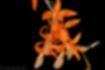 Thumbnail: Dendrobium unicum