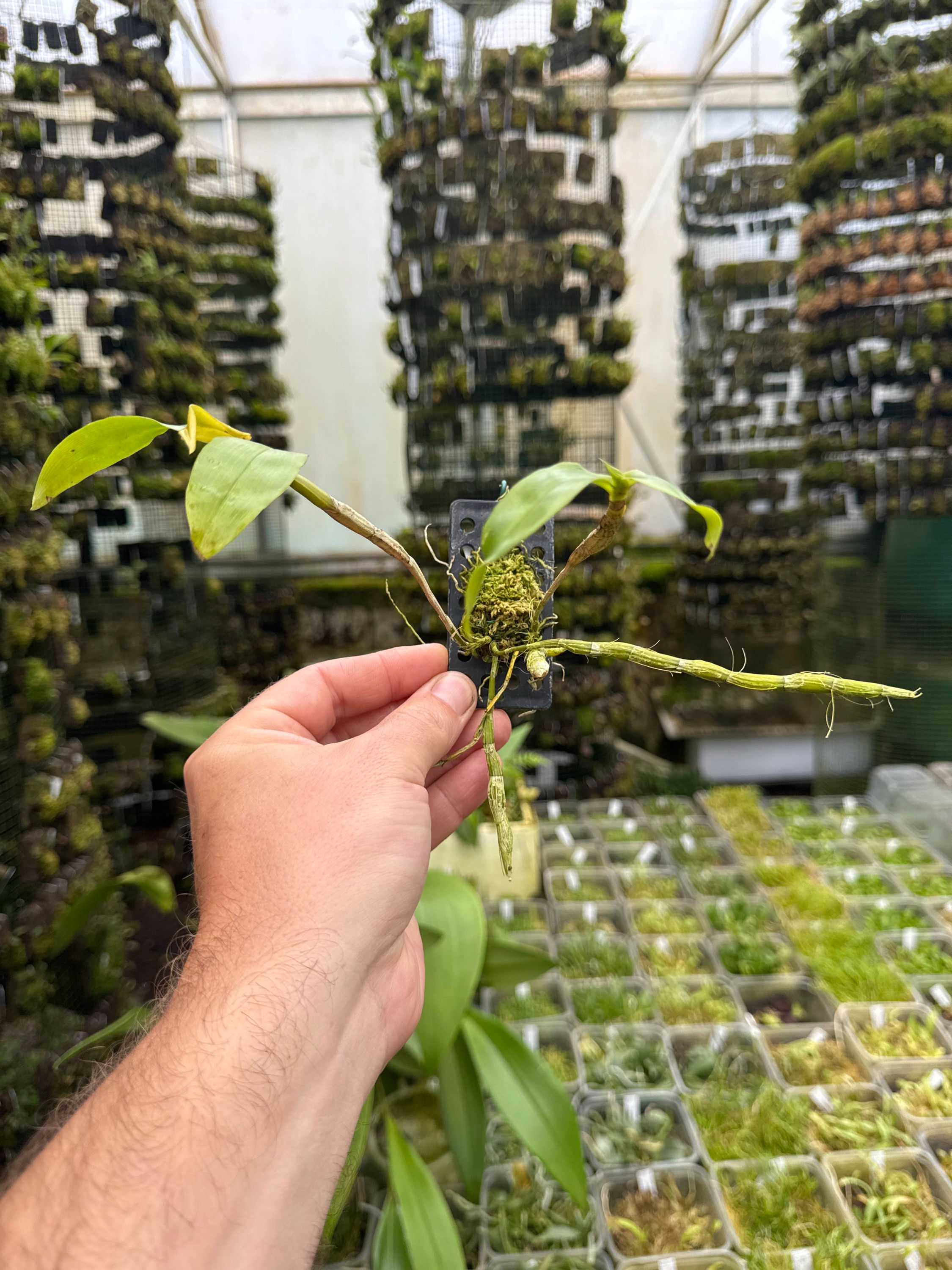 Dendrobium roslii