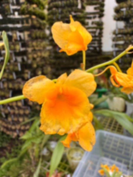 Dendrobium braianense