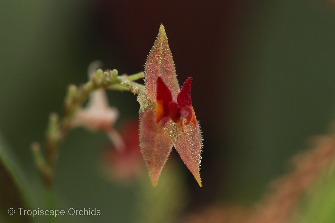 Lepanthes confusa
