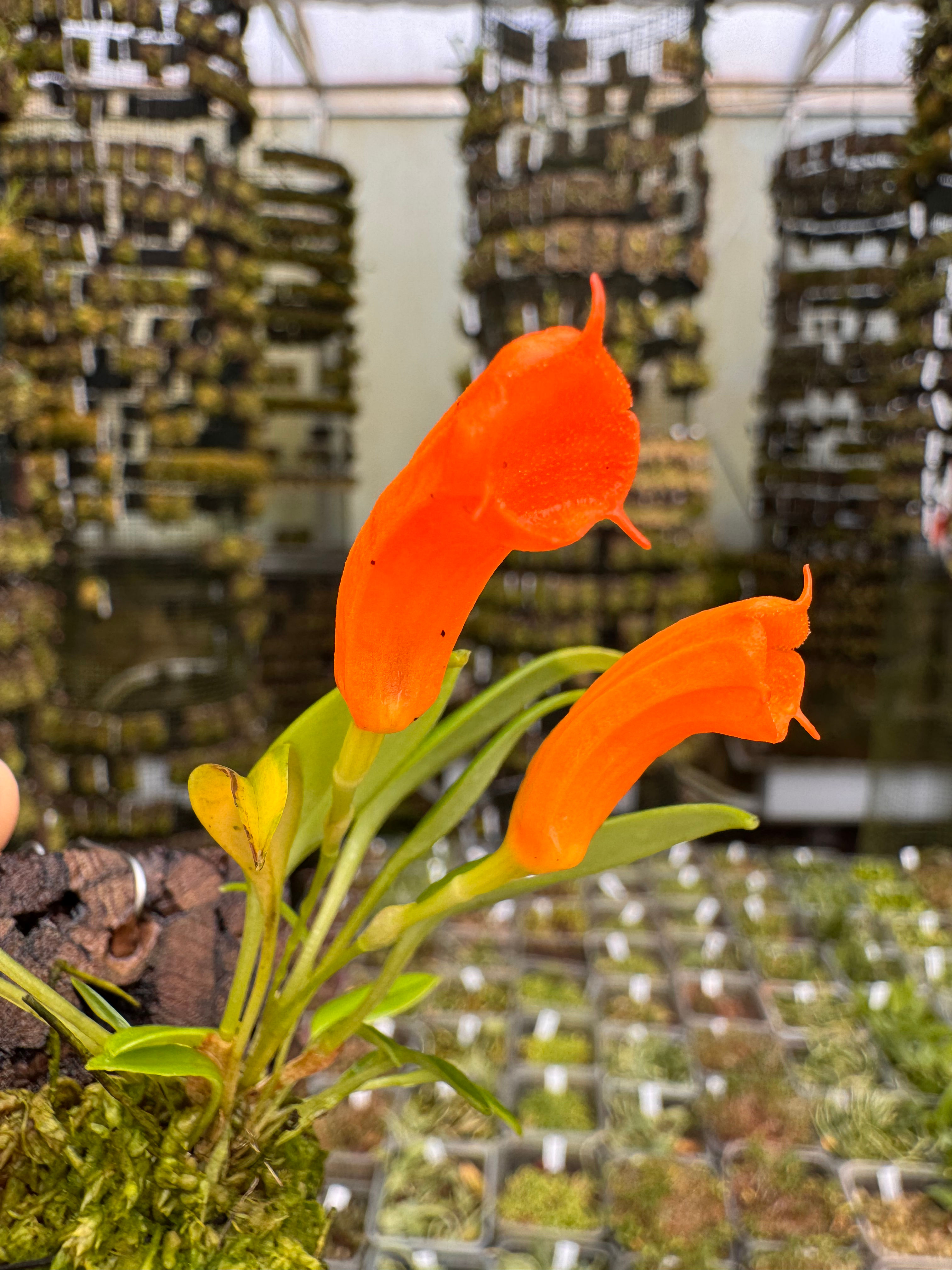 Masdevallia mendozae