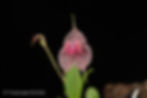 Lepanthes tsubotae