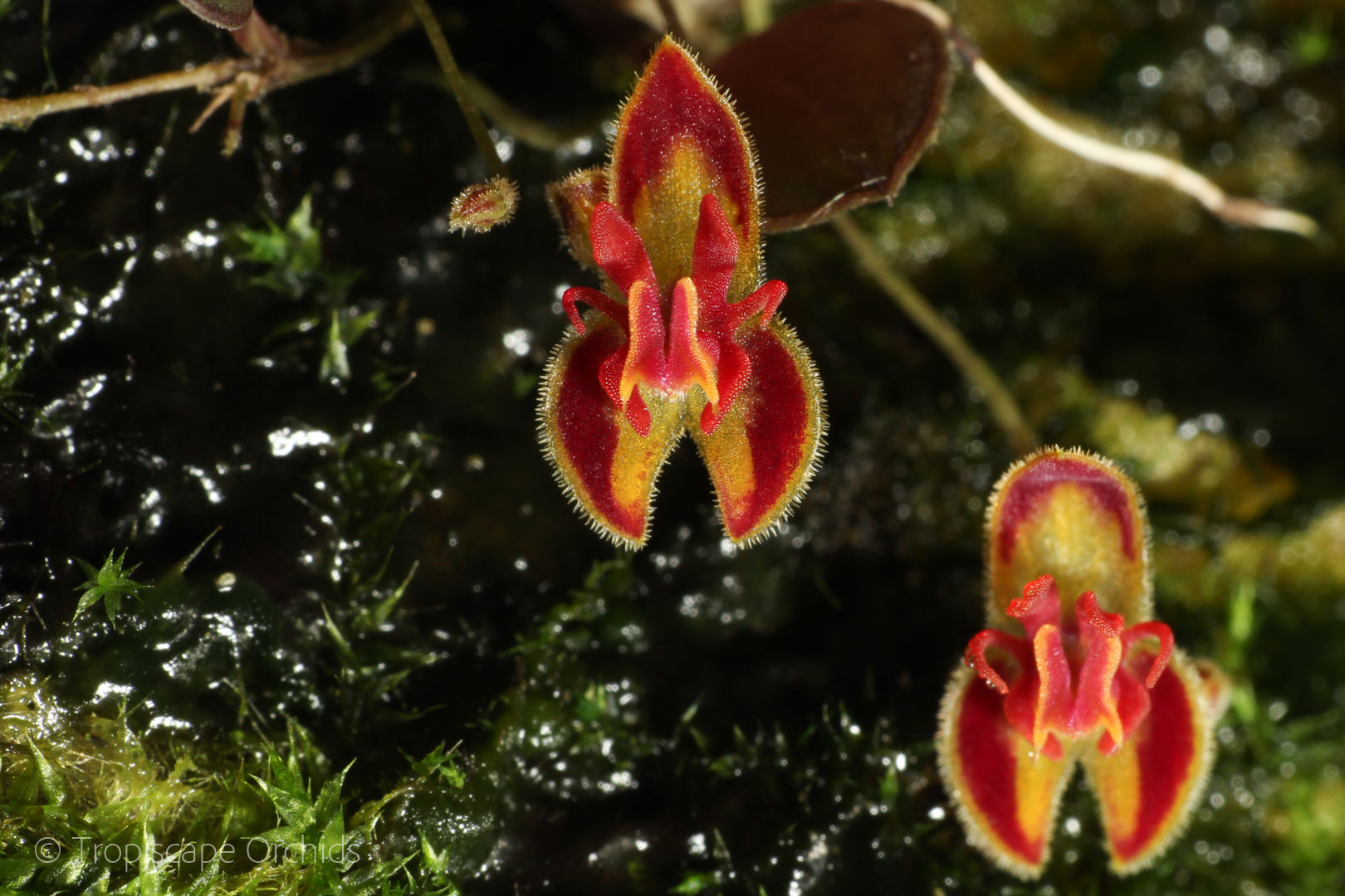 Lepanthes minetii