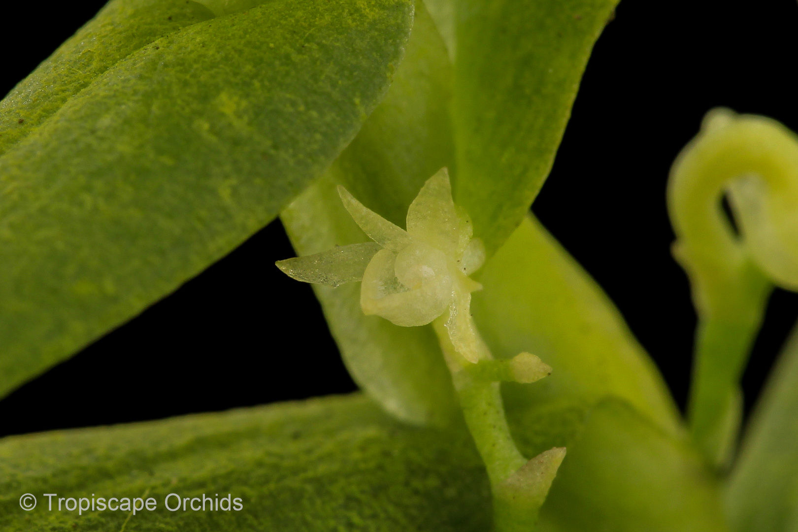 Angraecum alleizettei