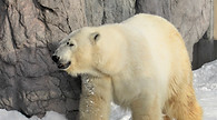 旭山動物園シロクマ