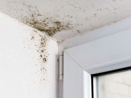 Moisissures dans votre maison — Comment les reconnaître et agir vite ?