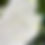 Thumbnail: Ivory Rose - Invitation with guest info card