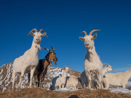 THE DIFFERENT BREEDS OF GOATS