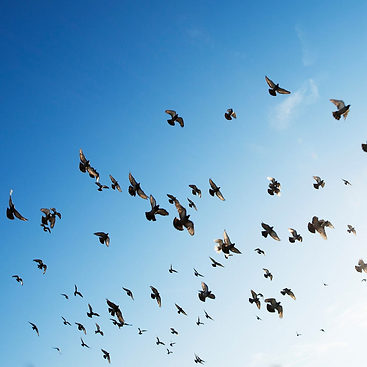 The flock_cropped.png