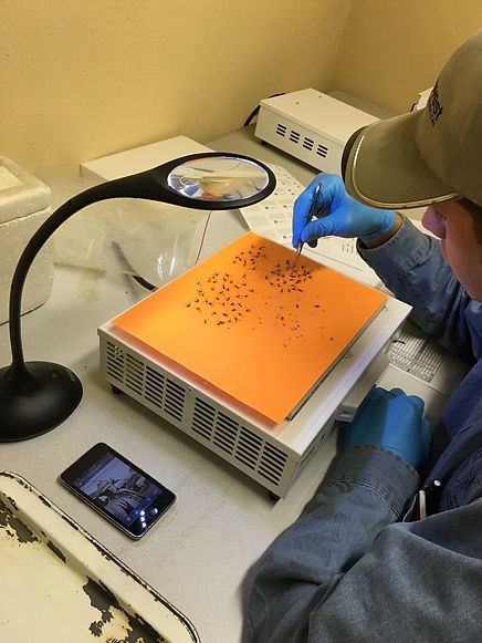 Baker Valley Vector Control