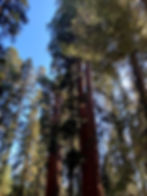 Mariposa Grove