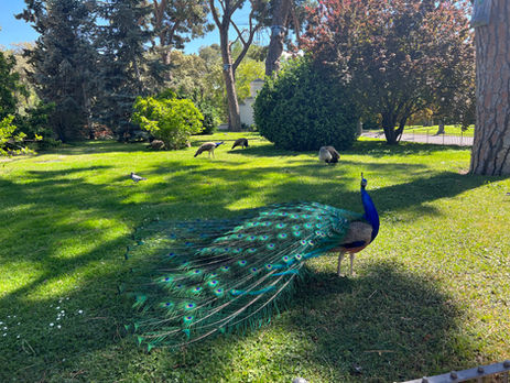 Peacocks in Retiro Park, Madrid