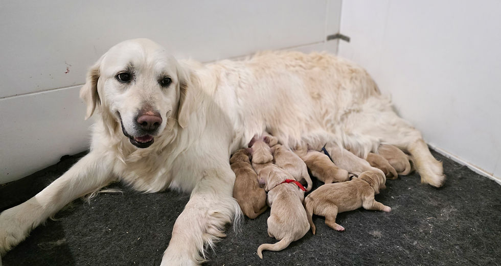 Brand nen golden retriever puppies