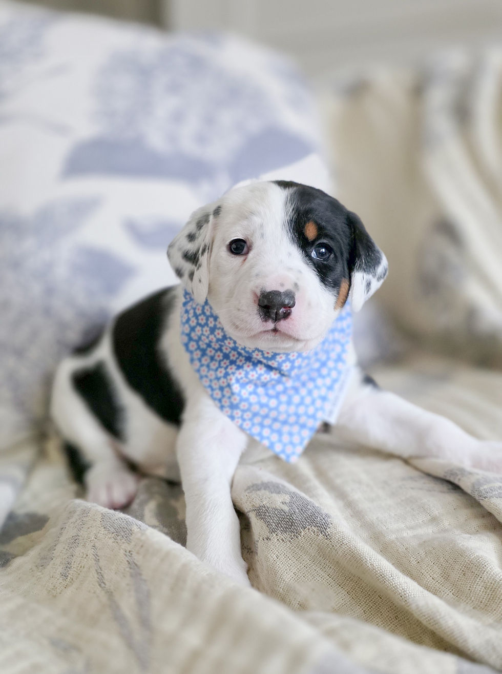 Bermation puppy