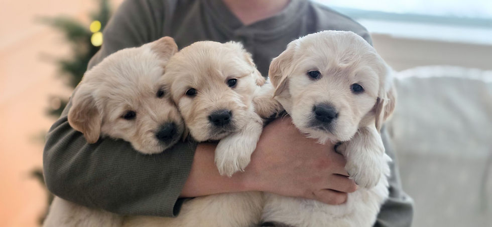 Engliosh cream golden retriever puppies
