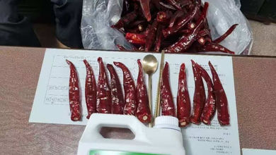 인산테라 ‘풀케어’로 충남 아산 시범농장 고추 재배 성공… 친환경 농법 새 모델 제시