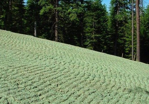 Maximizing Slope Restoration: The Advantages of Tracked Sites and Hydro Mulching.