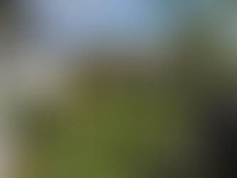 Our Yorker Turf has done it again!😎