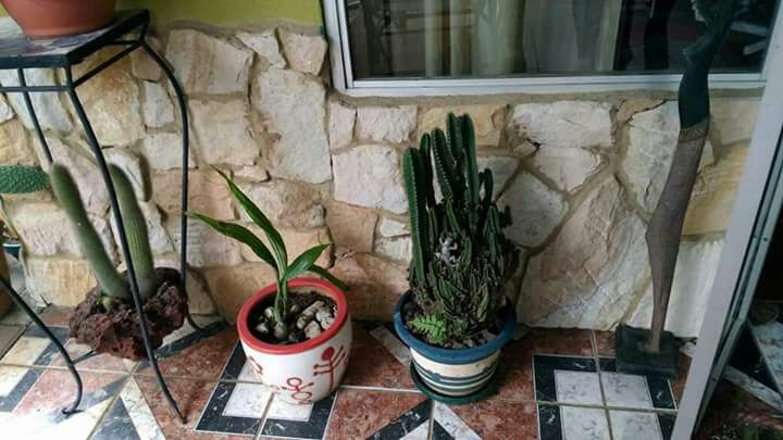 Miniatura: Enchape Piedra natural mollejon rústica irregular veteada