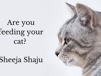 Are You Feeding Your Cat