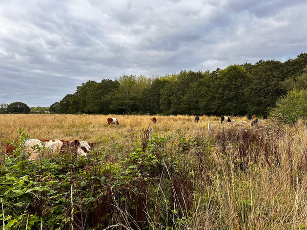 brambles and cows