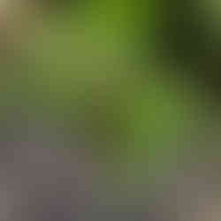 wild garlic plant