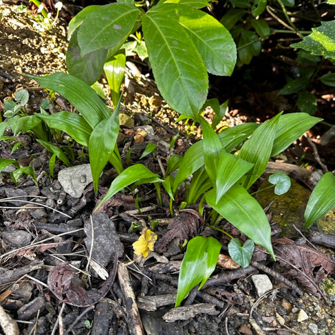 wild garlic plant