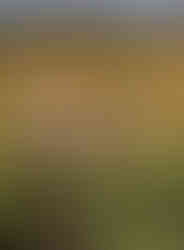 cow eating blackberries