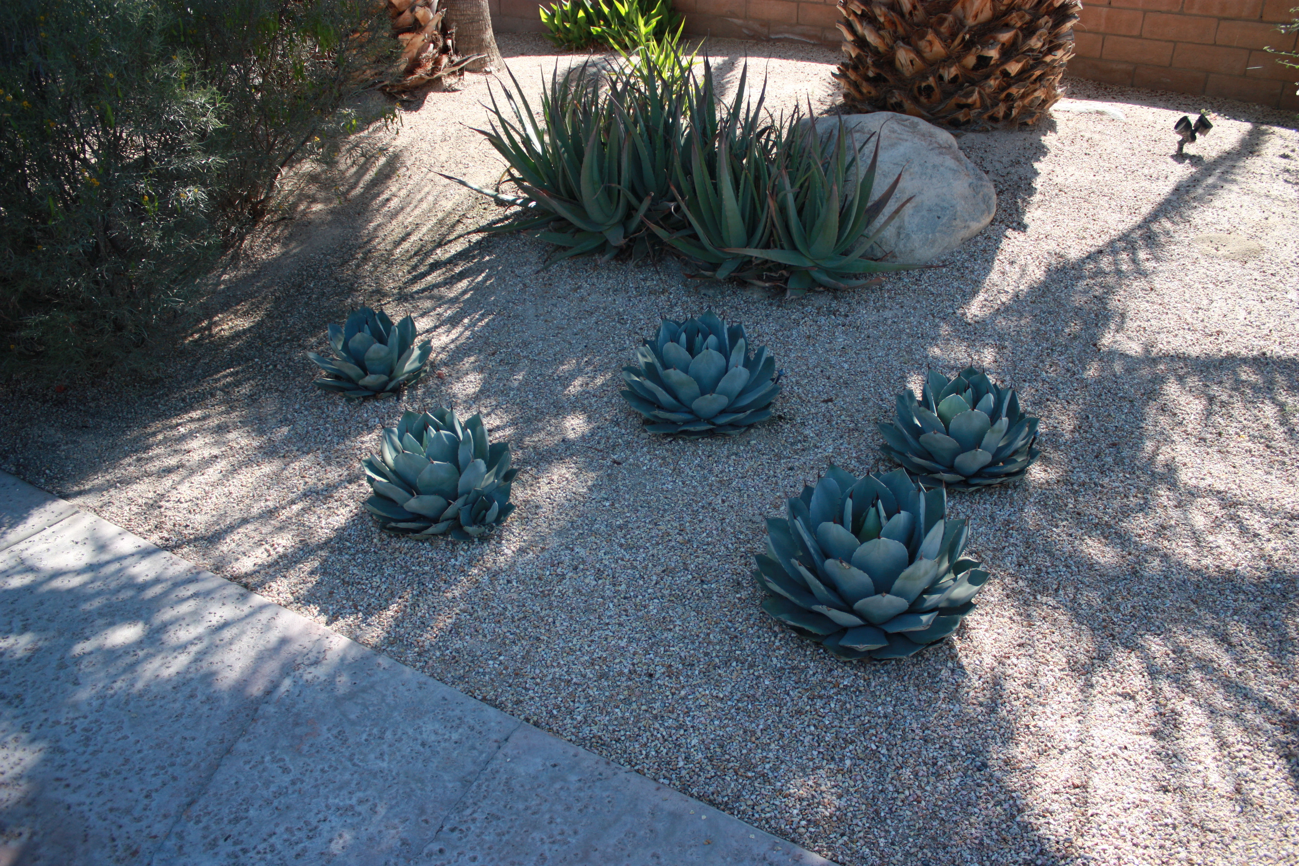 Agave Artichoke Cactus