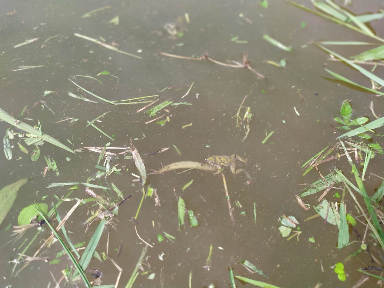 龍蚤稚蟲正在捕食青蛙