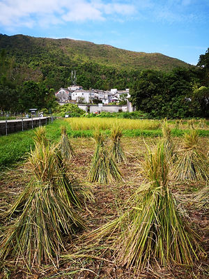 Rice paddy_水稻田_02.jpeg